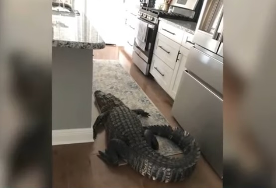 Gruaja nga Florida gjen aligator brenda shtëpisë së saj (VIDEO)