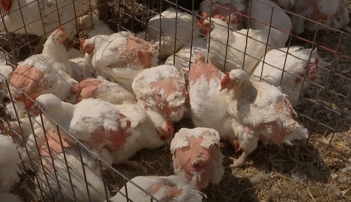 Veri i Kosovës: Dy raste të kontrabandës me pula (VIDEO)