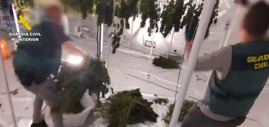Spanjë: Goditet organizata kriminale me origjinë shqiptare, sekuestrohet pothuajse 1 ton kanabis