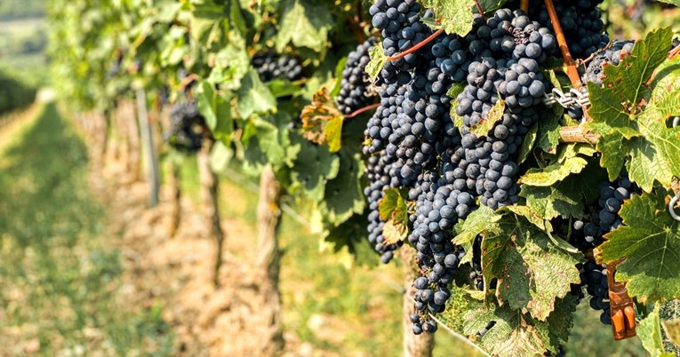Nëse dëshironi të reduktoni yndyrën e barkut, duhet t'i hani këto fruta