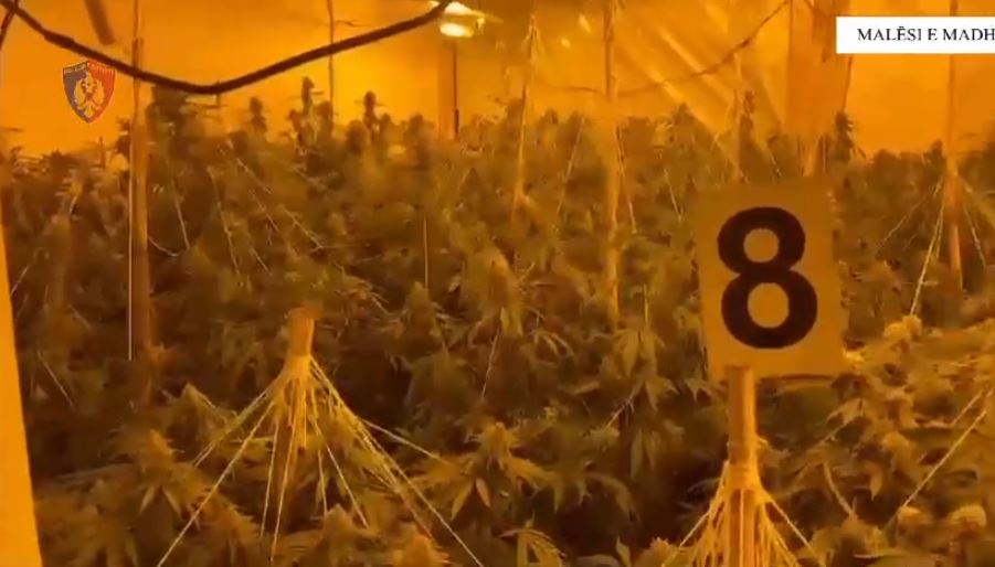 Zbulohet shtëpia e barit në Malësi të Madhe, në pranga 23-vjeçari