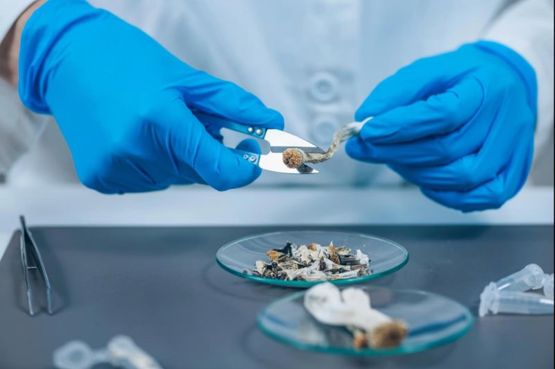 Efektet anësore të 'kërpudhave magjike' të ngjashme me antidepresantët e zakonshëm