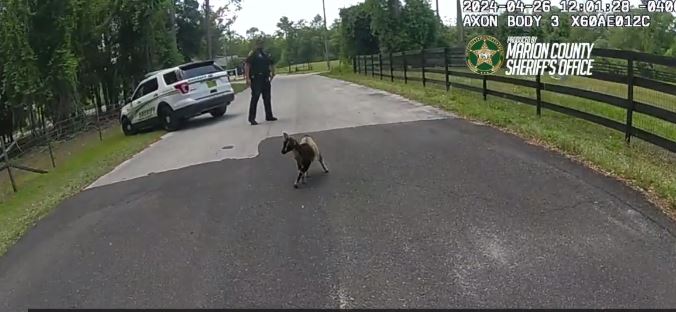 Policët ndjekin dhinë në ikje në qarkun e Floridës (VIDEO)