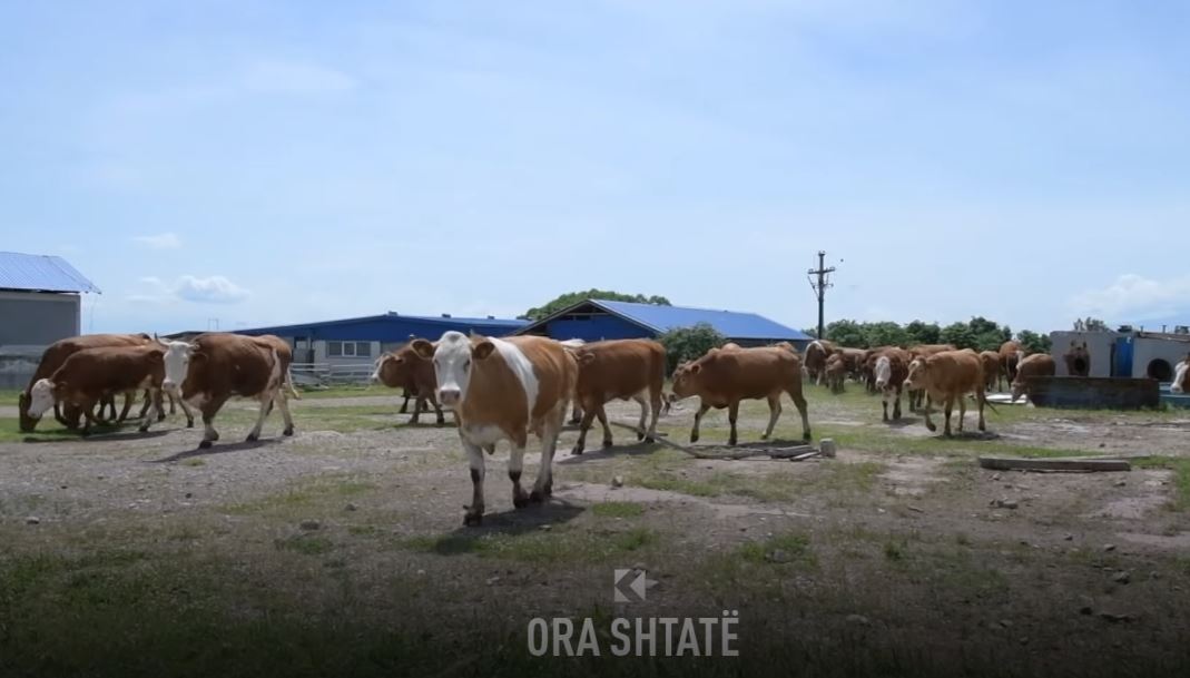 Nga mjelja e lopëve e deri tek kositja, puna e të burgosurve në burgun e Dubravës