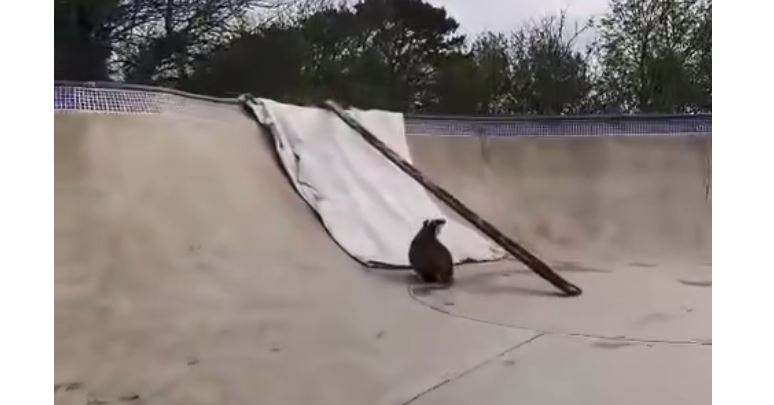 Vjedulla kureshtare viziton parkun e patinave, bllokohet (VIDEO)