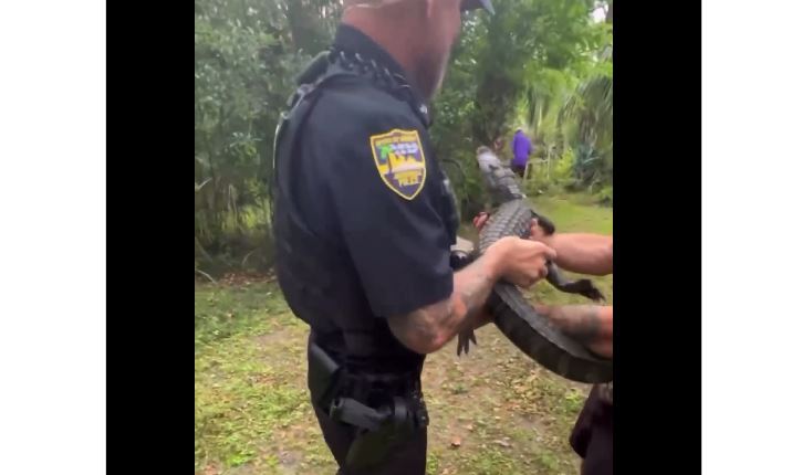 Aligatori 'arrestohet' në shtëpinë e një gruaje 104-vjeçare nga Florida (VIDEO)