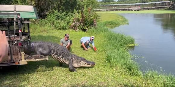 Gator 3.5 metra u zhvendos pasi vizitoi dy herë bazën e Forcave Ajrore (VIDEO)