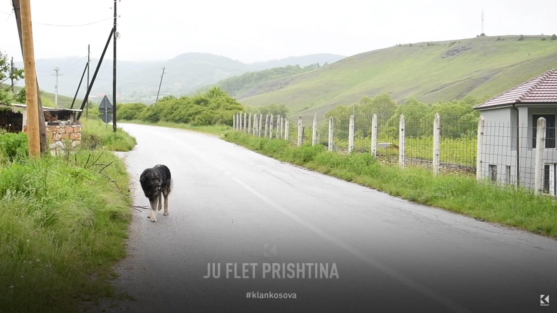 "Me ulërima të qenve s'jetohet, Pëparim Rama le të jetojë me ta" (VIDEO)