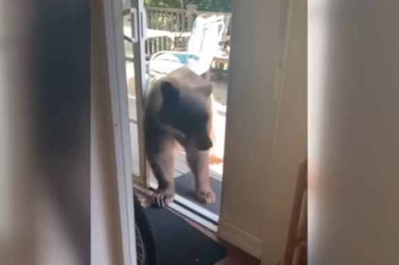 Ariu i futet në shtëpi, ndërpret burrin që po lante enët (VIDEO)