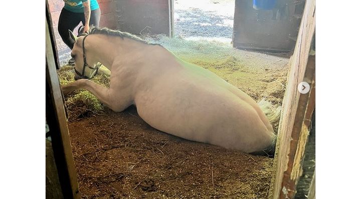 E lëshon dyshemeja, kali mbetet i ngujuar mes dy kateve (FOTO)