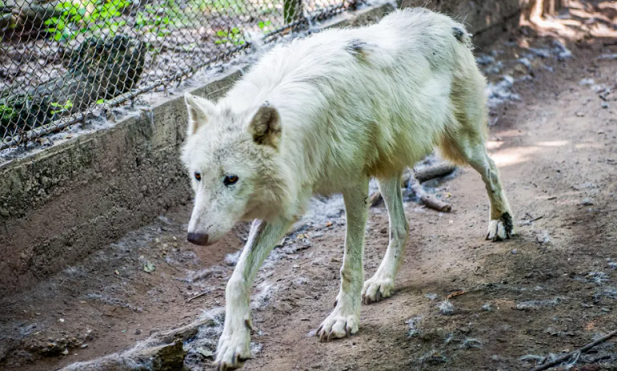 Gruaja sulmohet nga ujqërit në një park kafshësh pranë Parisit