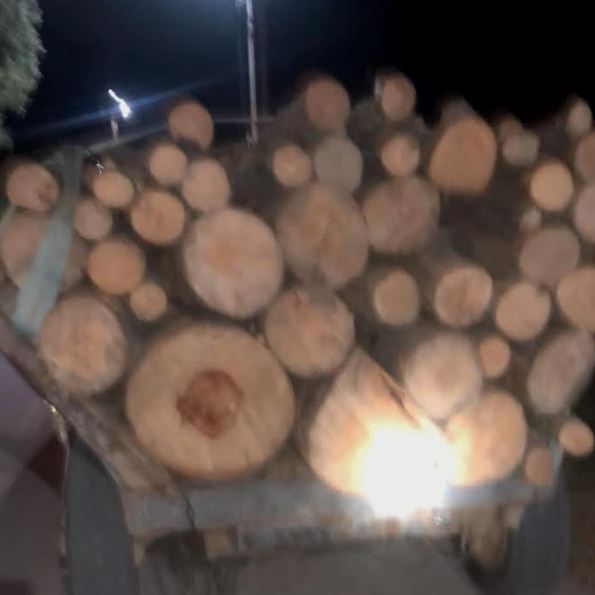 Arrestohet një person për prerje të drunjve në pyjet shtetërore në Jezercë