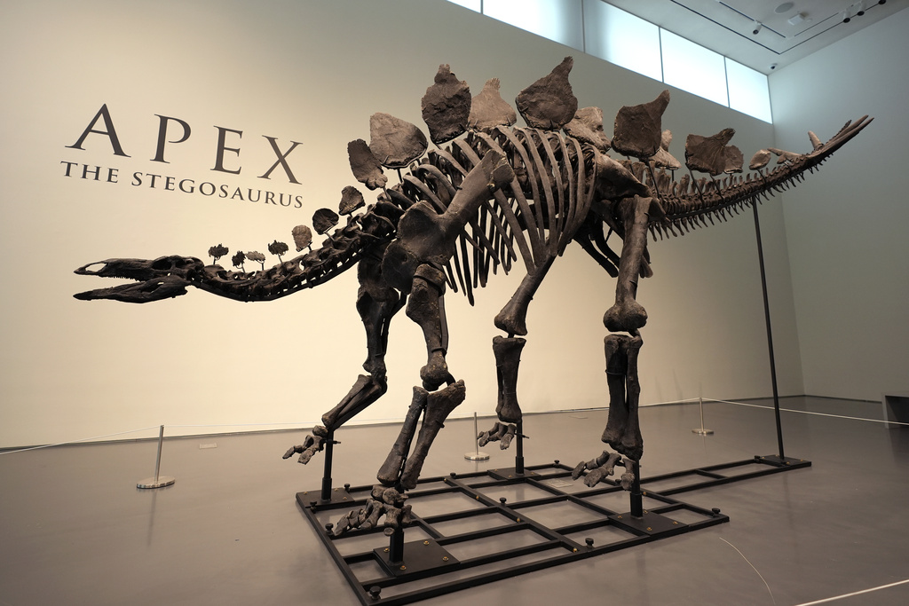Eshtrat e një dinosauri pritet të shiten 4-6 milionë dollarë