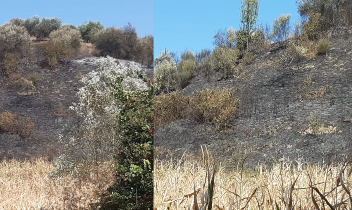 Dimal: Arrestohet 24-vjeçari që ndezi zjarr për të asgjësuar mbeturinat, por dogji 600 rrënjë ulliri
