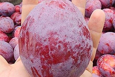 Fermerët nga Afrika thyejnë rekordin me kumbullën më të rëndë në botë