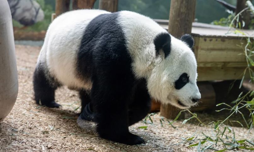 Kopshti Zoologjik i Atlantës u jep lamtumirën pandave të vetme në SHBA