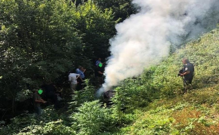 Policia e gjen një parcelë në malet e Gjakovës me rreth 100 bimë kanabis sativa
