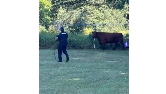 Policia në Masaçusets ndjek lopën e arratisur për më shumë se dy orë