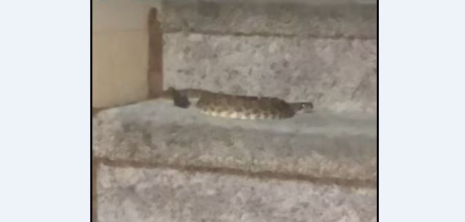 Gjarpri hyn në shtëpi, bllokon banorët në katin e sipërm (VIDEO)
