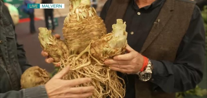 Britaniku thyen rekordin Guinness me perimen gjigante (VIDEO)