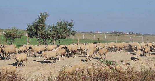 Mushkonjat, sebep për ngordhjen e bagëtive në Myzeqe të Shqipërisë