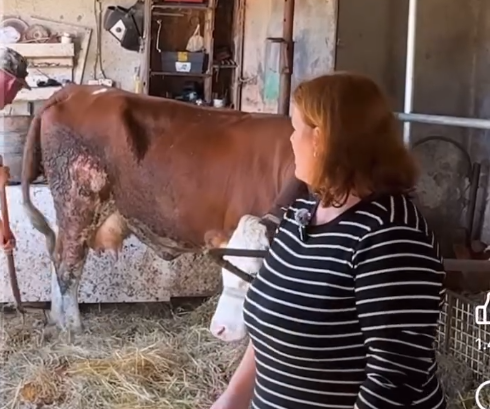 Lopët e një ferme në Kosovë dëgjojnë Taynën për t’u qetësuar