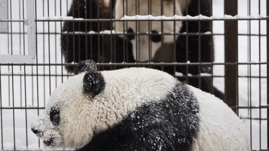 S’ka para për t’i mbajtur, kopshti zoologjik në Finlandë i kthen pandat në Kinë