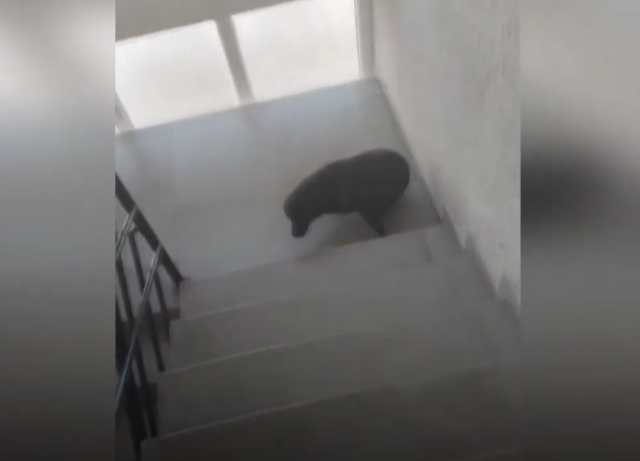 Banorët e një banese në Gjilan në hall me qentë endacakë (VIDEO)