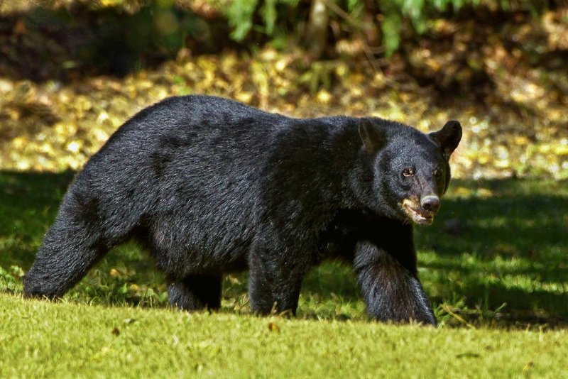 Ariu viziton Universitetin e Montanës, ndjek një student