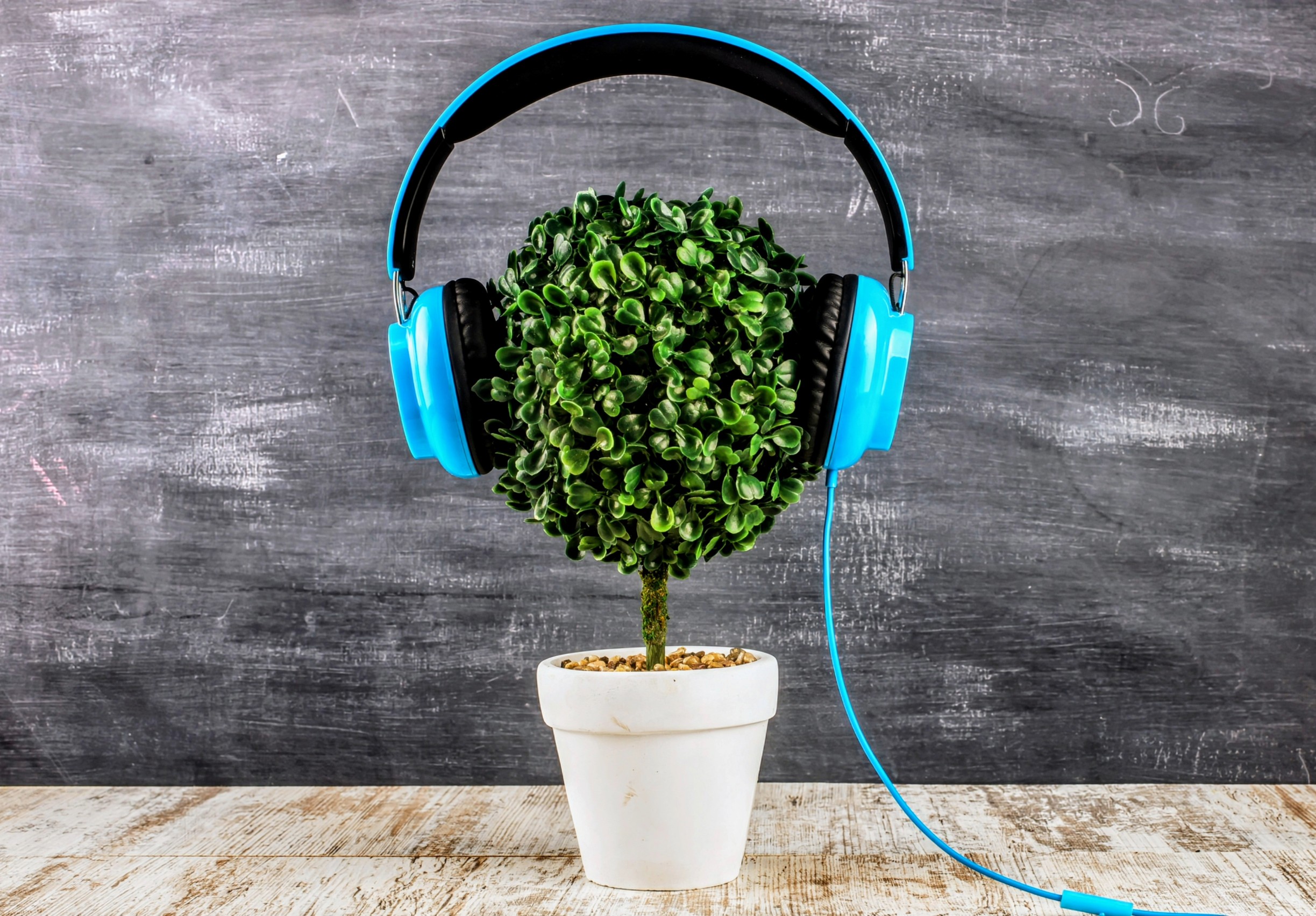 A ndikon vërtet muzika në rritjen e bimëve?