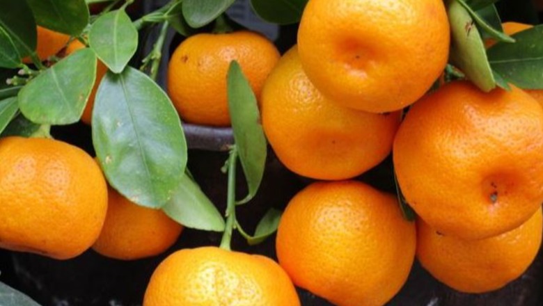 Mandarinat me pesticide, reagon Ministria e Bujqësisë: Nga 924 kamionë, 3 u kapën me parregullsi