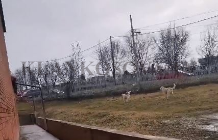 Nxënësit e shkollës "Abaz Ajeti" në Gjilan, në hall nga qentë endacakë (VIDEO)