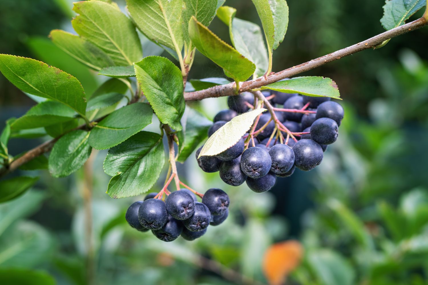 Aronia - superushqimi që ndihmon në parandalimin e arrestit kardiak