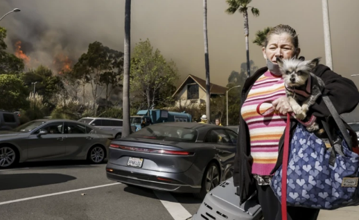 Kush braktis kafshët, ndiqet penalisht - alarmon qendra e trajtimit të tyre në California