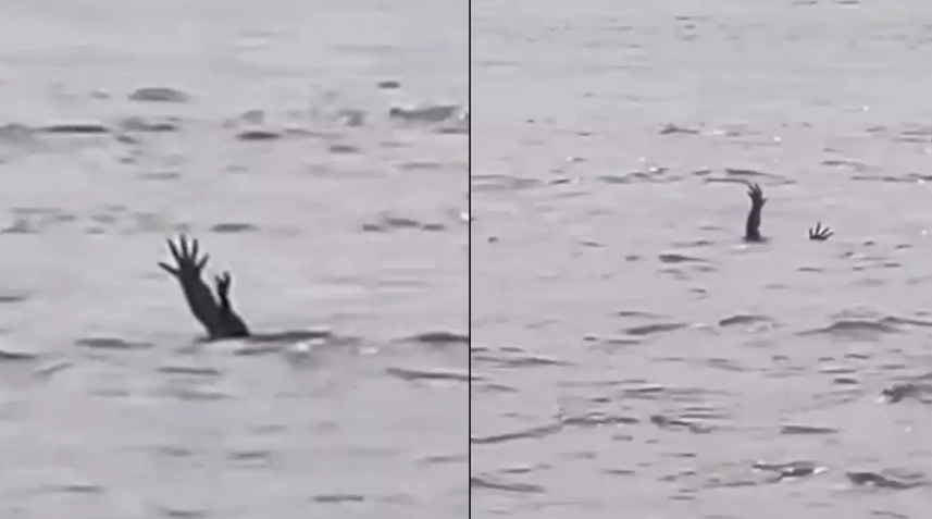 Krokodilët çojnë duart lart për t’i joshur njerëzit se dikush po mbytet? – Bëhet virale videoja