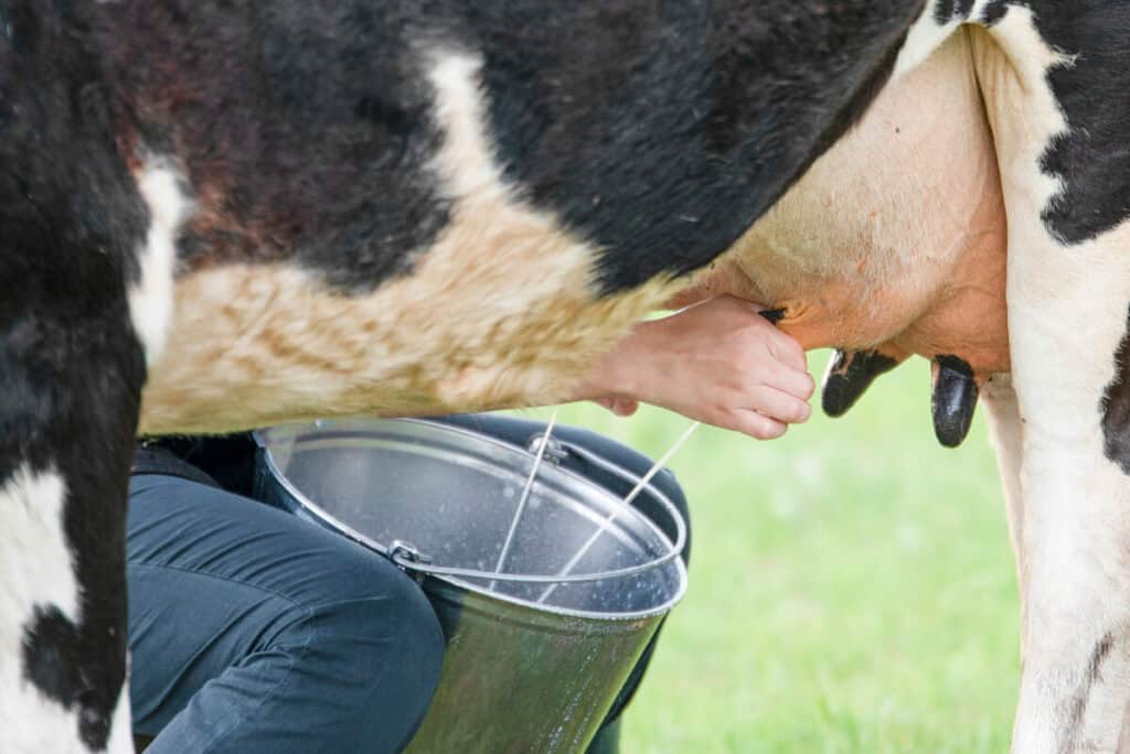 A e dinit që lopët nuk prodhojnë qumësht gjatë gjithë kohës?