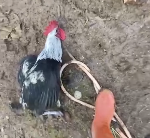 Këndoi për 17 sekonda, gjelit i bie të fikët nga lodhja (VIDEO