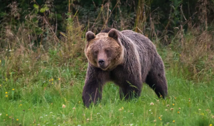 Sllovakia mbështet planin për të vrarë 350 arinj