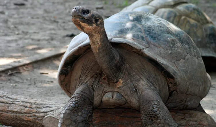 Breshkat e kopshtit zoologjik bëhen prindër për herë të parë në moshën rreth 100 vjeçare