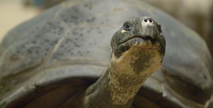 Breshkat e rrezikuara të Galapagos bëhen prindër për herë të parë në moshën 100-vjeçare