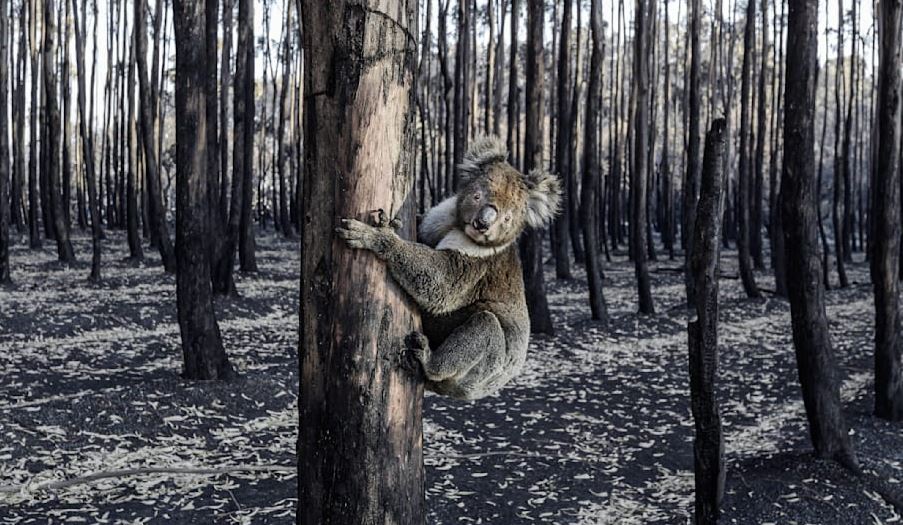 Aksion me të shtëna, Australia vret 700 koala