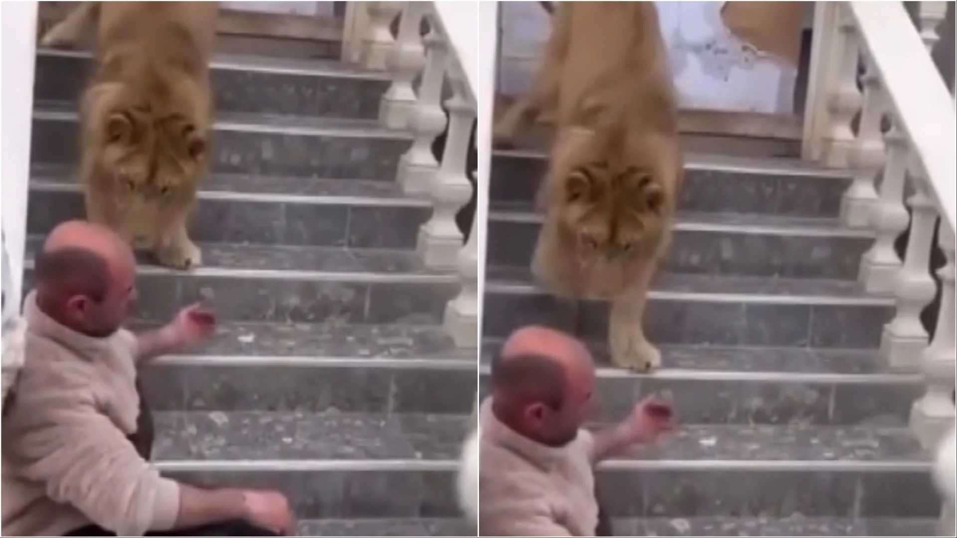 Luani si kafshë shtëpiake në Zharrëz të Fierit, policia do ta largojë atë