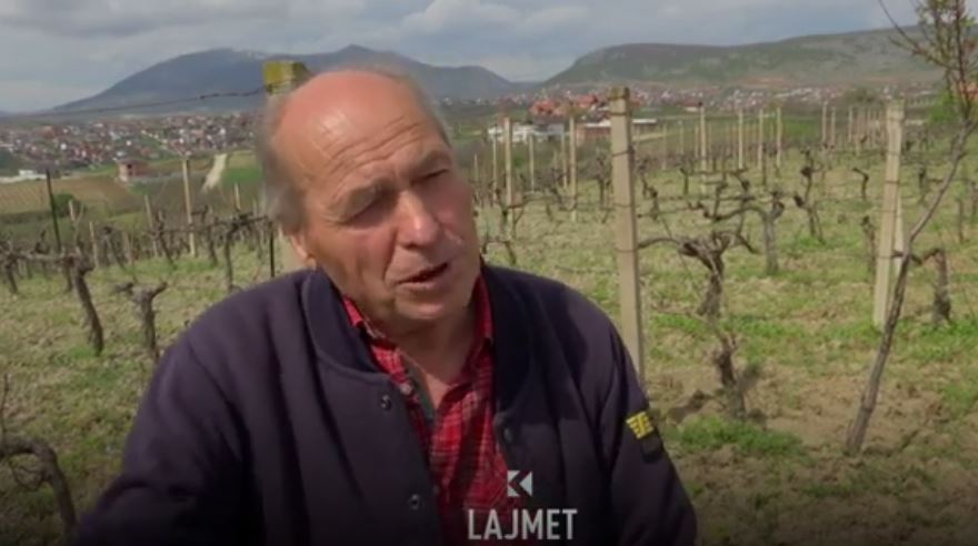 Temperaturat e ulëta dëmtojnë rëndë vreshtarët e Rahovecit (VIDEO)