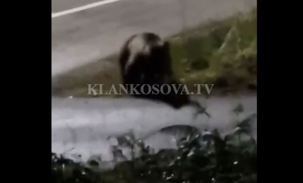 Ariu lëviz lirshëm rrugëve të Deçanit (VIDEO)