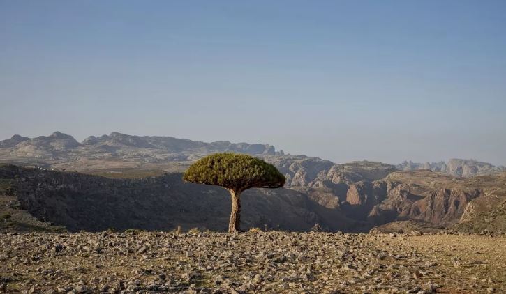 Një nga pemët më të rralla të Tokës e kërcënuar nga ndryshimet klimatike dhe dhitë