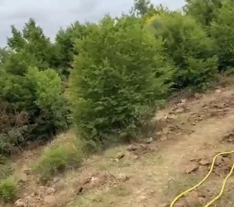 Zbulohet parcela me 1000 fidanë kanabisi në Libofshë, arrestohet një 63-vjeçar