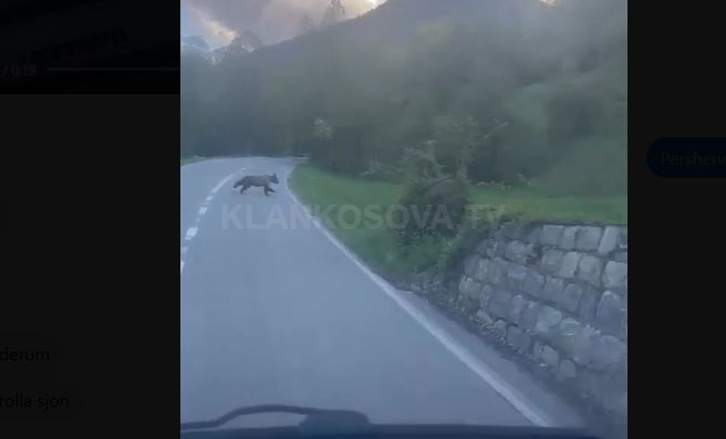 Arinjtë shfaqen në Prevallë (VIDEO)