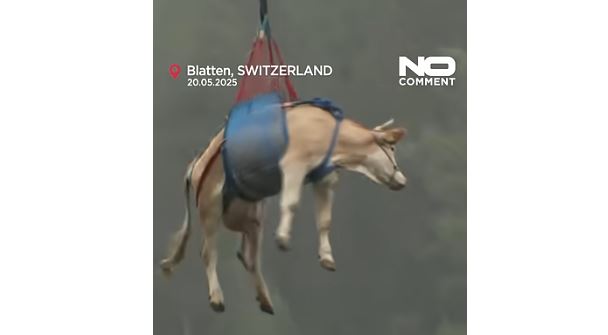 Lopët transportohen me helikopter nga një fshat zviceran (VIDEO)