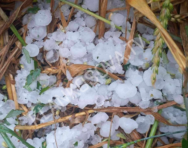 Breshëri dëmton kulturat bujqësore në Skifteraj të Vitisë (VIDEO)