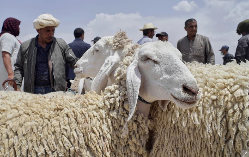 Festa e Kurbanit Bajramit nëpër botë - shpenzimet e ulta e çmimet e larta